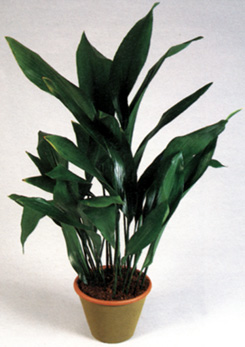 Aspidistra elatior