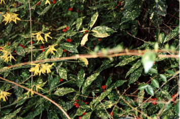 Aucuba japonica 'Crotonifolia'