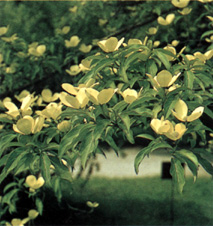 Cornus capitata, fiori