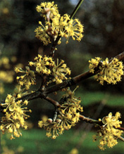 Cornus mas, fiori