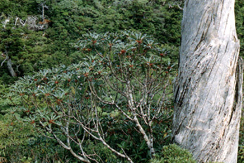 Daphniphyllum macropodum (sin. D. himalense)