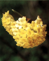 Edgeworthia chrysantha 