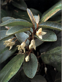 Eleagnus ebbingei