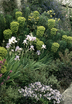 Euphorbia characias wulfenii