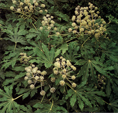 Aralia sieboldii (sin. Fatsia japonica)