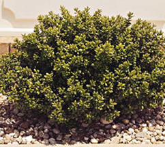 Ilex crenata