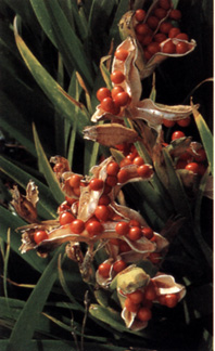 Iris foetidissima, frutti