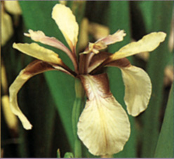 Iris foetidissima, var. 'Citrina'