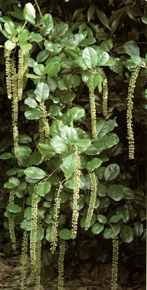 Itea ilicifolia