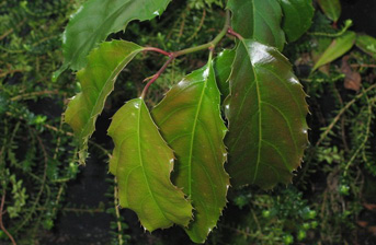 Itea yunnanensis