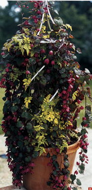 Jasminum officinale 'Fiona Sunrise'  e Rodochiton atrosanguineus