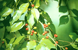 Lindera strychnifolia, frutti