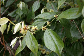 Lindera strychnifolia