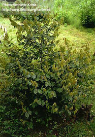 Lindera strychnifolia