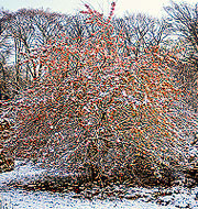 Malus Evereste in inverno