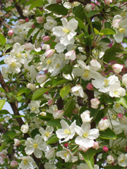 Malus adirondack, fiori