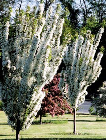 Malus adirondack in fiore