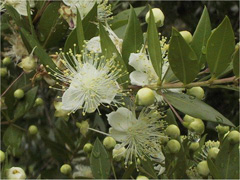 Myrtus communis