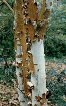 Myrtus luma, corteccia