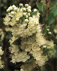 Myrtus luma, fiori