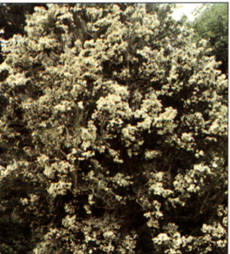 Myrtus luma