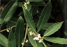 Osmanthus armatus