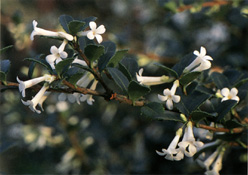 Osmanthus delavayi, fiori