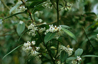 Osmanthus suavis