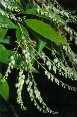 Oxydendrum arboreum, fiori