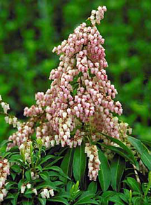 Pieris japonica 'Valley Rose'