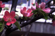 Pseudocydonia sinensis, fiori