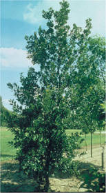 Quercus hispanica