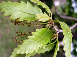 Quercus hispanica, foglie