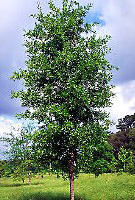 Quercus incana