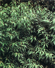 Quercus mirsinifolia