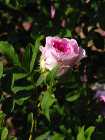 Rosa roxburghii plena in boccio
