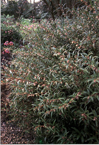 Sarcococca hookeriana digyna