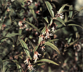 Sarcococca hookeriana digyna , particolare dei fiori