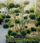 Ilex crenata 'Convexa'