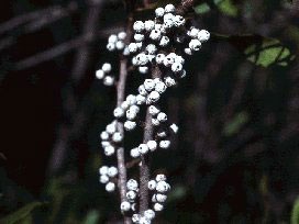 Myrica cerifera, frutti