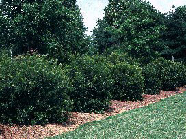 Myrica cerifera ad arbusto