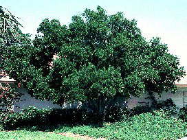 Myrica cerifera ad alberello