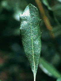 Myrica cerifera, foglia