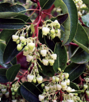 Fiori di Arbutus andrachne