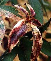 L.styraciflua 'Variegata'