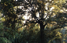 Quercus  ilex (Leccio)