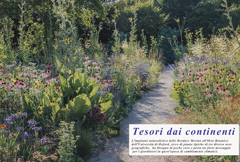 Le piante per il futuro?
Le grandi bordure Merton ospitano gruppi di piante ben accostate provenienti da tre distinte aree geografiche.
----------------------------------------------------
Tesori dai continenti
L'impianto naturalistico delle Bordure Merton all'Orto Botanico dell'Università di Oxford, ricco di piante tipiche di tre diverse aree geografiche, ha
bisogno di poche cure e porta un forte messaggio per i giardinieri in quest'epoca di cambiamenti climatici.