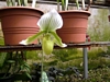 Paphiopedilum maudiae