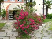 Clicca sopra per ingrandire l'immagine