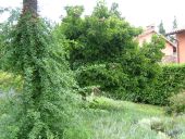 Clicca sopra per ingrandire l'immagine